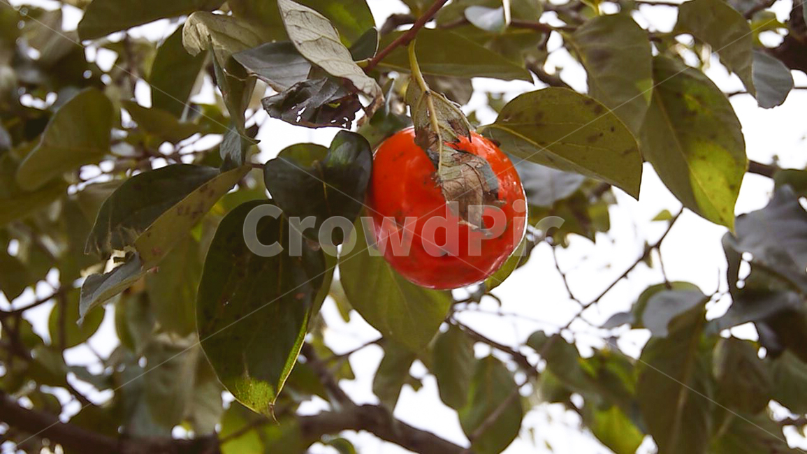 감,주황색,식물,가을,나무,plant,food,fruit,persimmon,produce