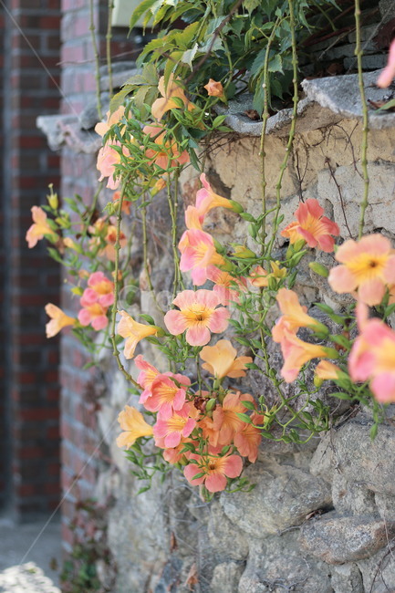 담양,삼지내마을,담벼락,능소화,여름꽃,삼지천마을,풍경,식물,자연,plants,nature,꽃,flower