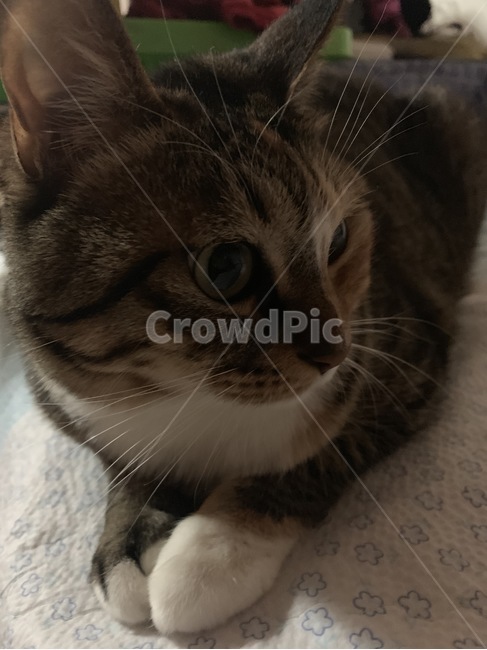 고양이,냥이,코숏,코리안숏헤어,갈색,갈생냥,찹쌀떡,발,앞발,동물,animal,포유류,mammal,고양이,cat,kitten,kitty
