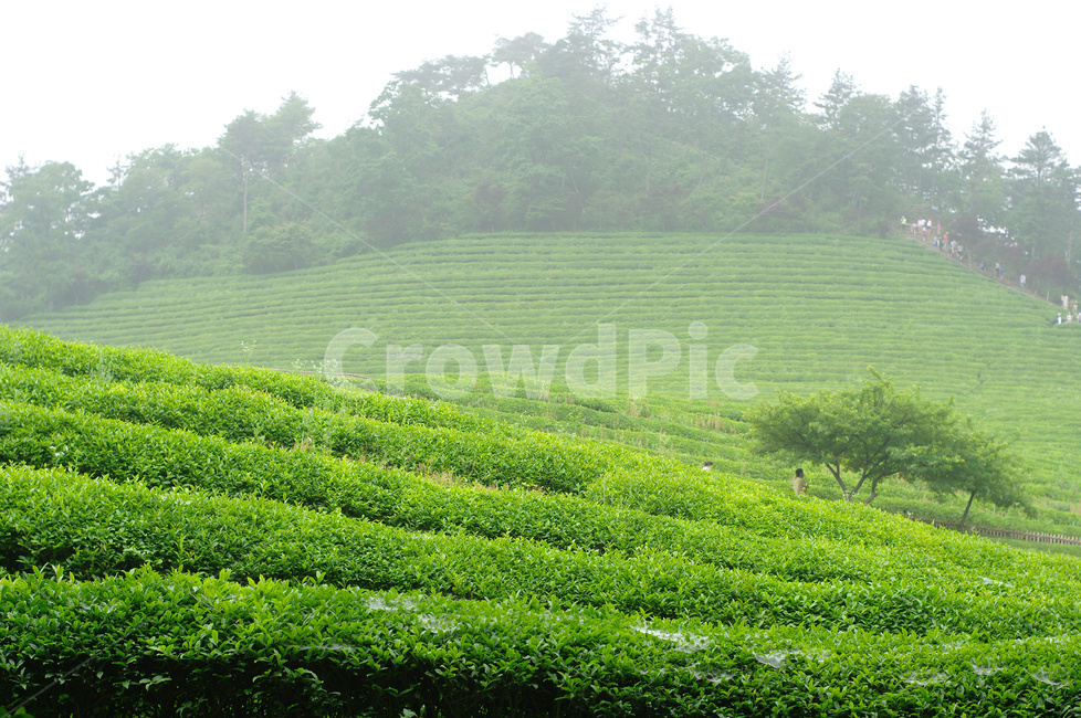 녹차,녹차밭,녹차재배,녹차농사,임산물,농업,농사,agriculture,farming,farming industry