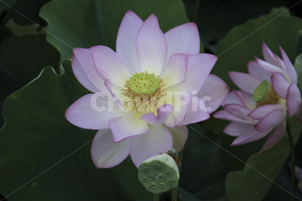plant,식물,blossom,flower,꽃,lily,백합,연꽃,lotus