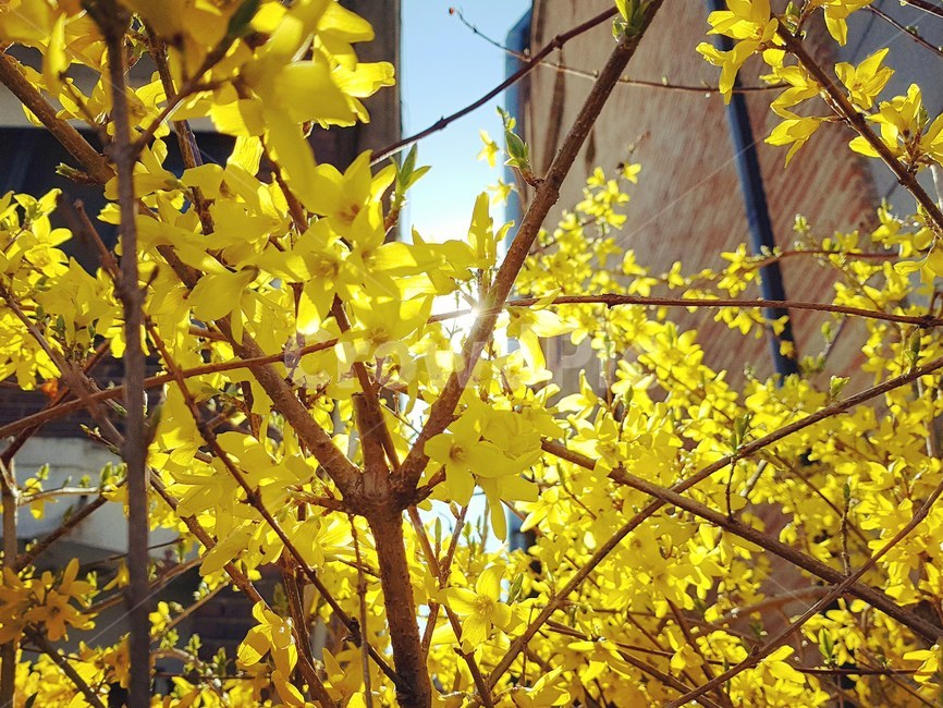 개나리,봄,꽃,햇살,노란색,노랑,봄,계절,spring,season,식물,자연,plants,nature,꽃,flower,plant,leaf,잎,tree,나무,maple,단풍