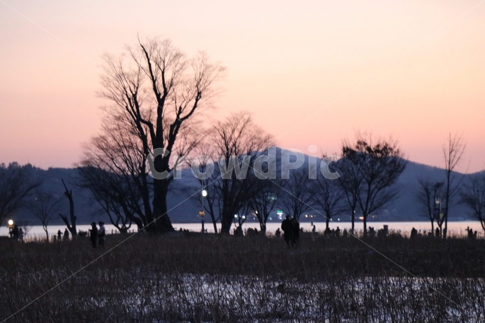 해너미,겨울,나무,풍경,노을,겨울,계절,winter,season,자연,풍경,nature,landscape,tree,plant,식물,outdoors,옥외