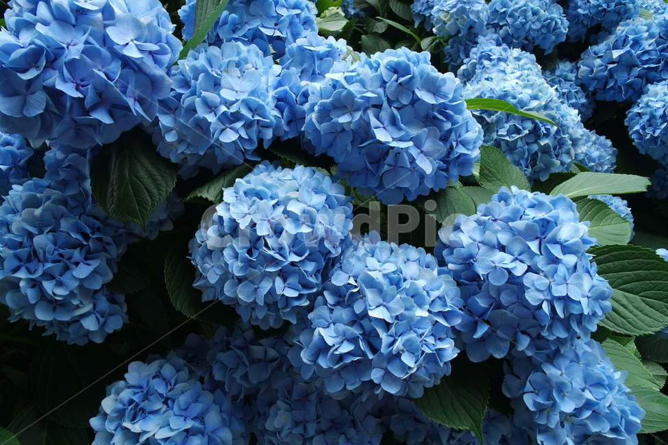 수국,파란꽃,꽃,제주,식물원,flower,hydrangea,jeju