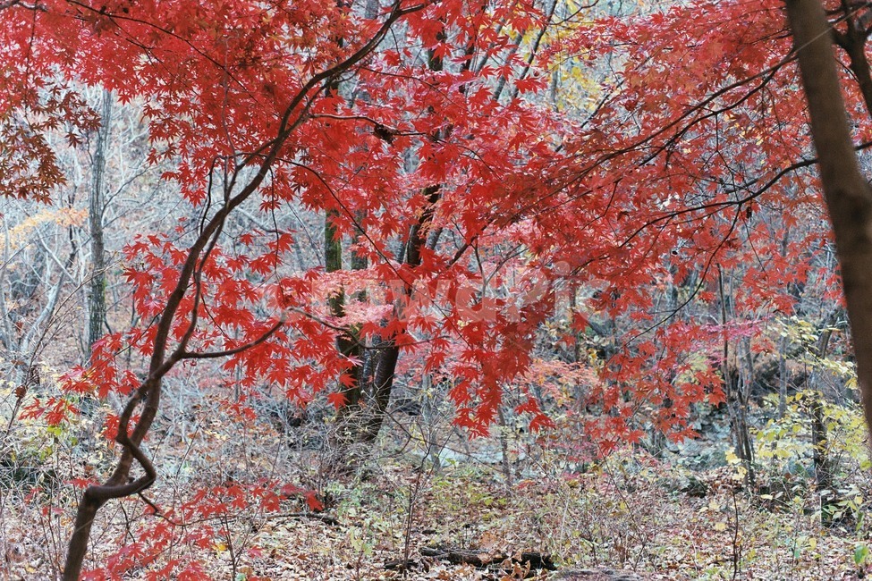 산정호수,명성산,가을,단풍,풍경,가을,계절,fall,autumn,season,자연,풍경,nature,landscape,tree,나무,plant,식물,maple,leaf,잎