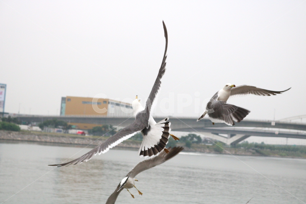 갈매기,새,조류,한강,동물,동물,animal,조류,새,birds