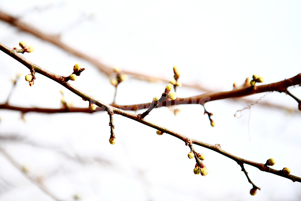 봄,매화,매화꽃,홍매화,매화마을,꽃봉우리,봄꽃,개화,봄,계절,spring,season,식물,자연,plants,nature,꽃,flower,plant