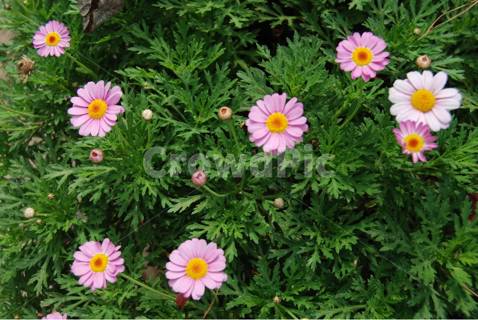 금암산,자연,계절,야생화,등산로,식물,자연,plants,nature,꽃,flower