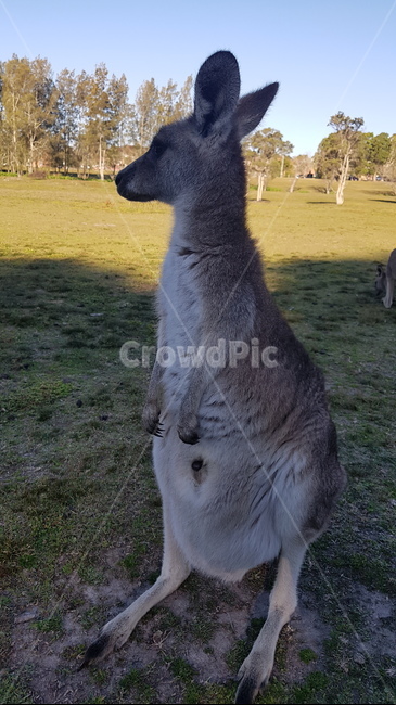 kangaroo,캥거루,animal,sydney,australia,시드니,호주,동물,공원,park,동물,animal,포유류,mammal