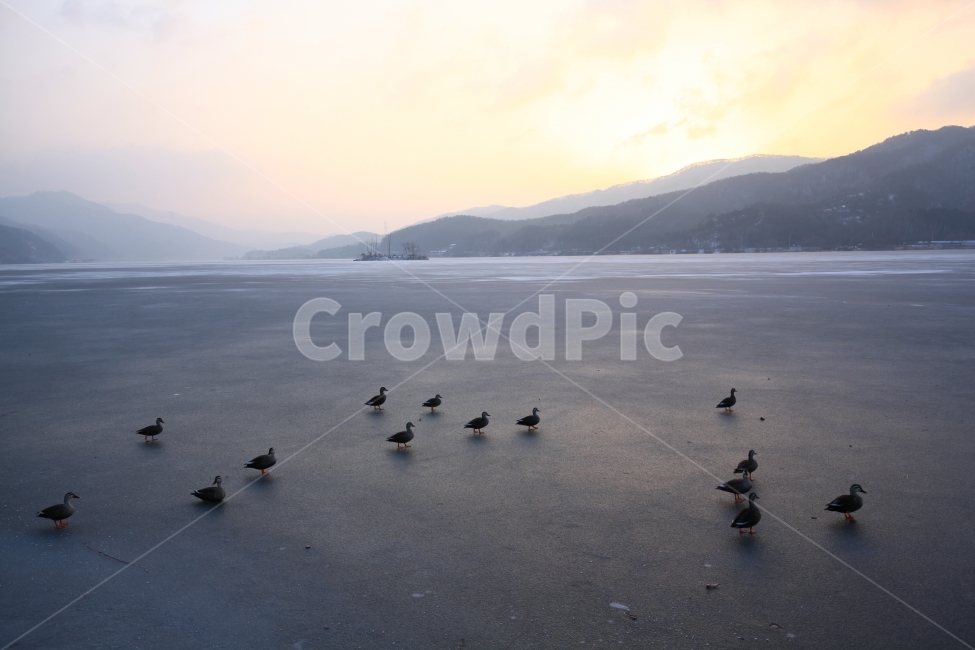 풍경,철새,일출,여행,설경,여명,겨울,계절,winter,season,자연,풍경,nature,landscape,한국자연풍경,한국자연경관,korea nature landscape,동물,animal,조류,새,birds,bird