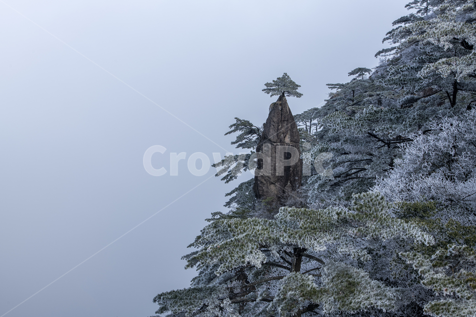 tree,나무,황산,중국오악,중국명산,운해,황산서해,황산북해,천녕송,자연,풍경,nature,landscape,해외,외국,세계,foreign,oversea,world,세계자연풍경,해외자연풍경,외국자연풍경,world nature landscape