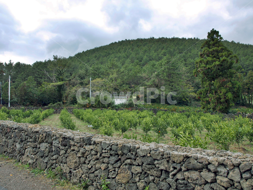 저지오름,돌담,조경,농장,올레13코스,올레길,제주,흰구름,자연,풍경,nature,landscape,제주도,jeju,jeju island,wall,벽,outdoors,옥외