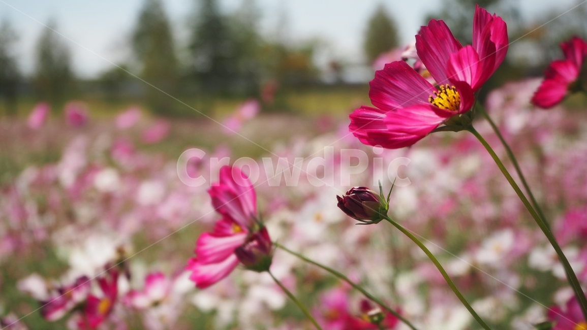 코스모스,식물,가을,꽃,꽃잎,식물,자연,plants,nature,꽃,flower