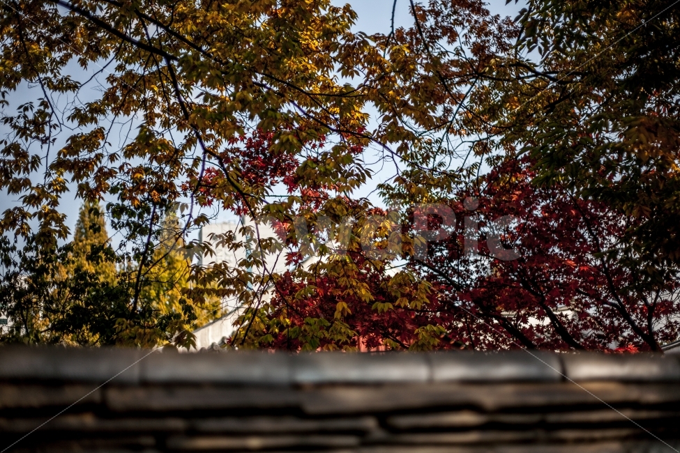 가을,단풍,동묘,담장,기와,가을,계절,fall,autumn,season,한국전통,한국문화,korean traditional,korean culture,식물,자연,plants,nature,나무,trees,wood,tree,plant,leaf,잎