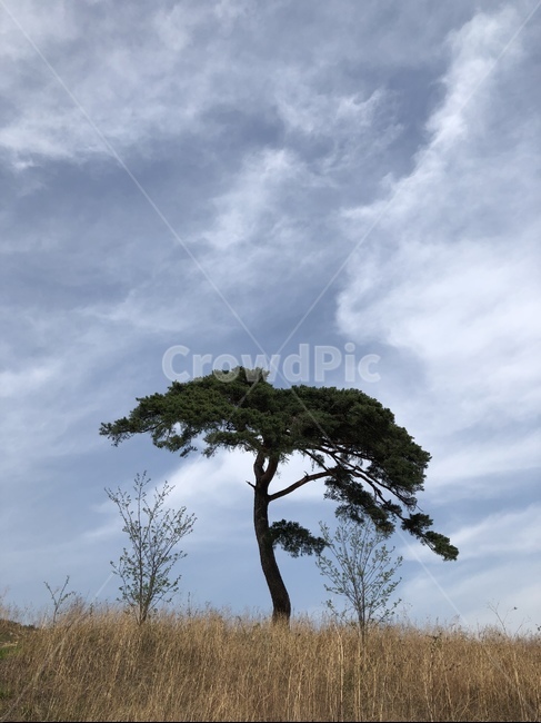 plant,식물,나무,tree,대초원,field,자연,nature,하늘,sky