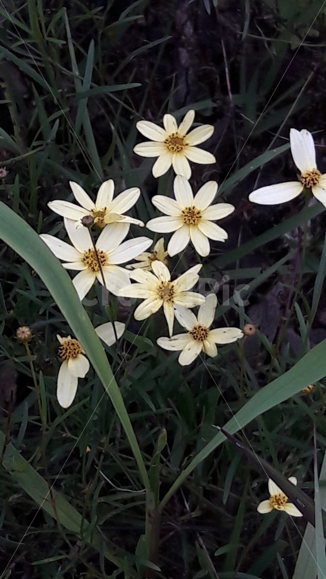 노란색,흰색,꽃,초록색,배경,식물,자연,plants,nature,꽃,flower