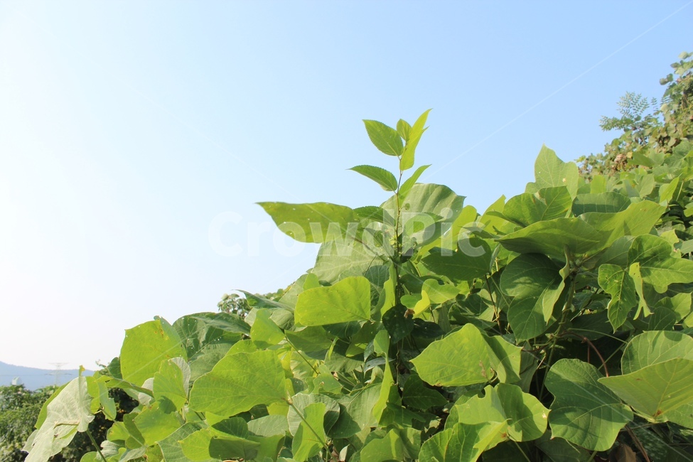 잎,나뭇잎,덩굴,풀,풀잎,green,초록,greenery,nature,leaf,leaves,식물,자연,plants,nature