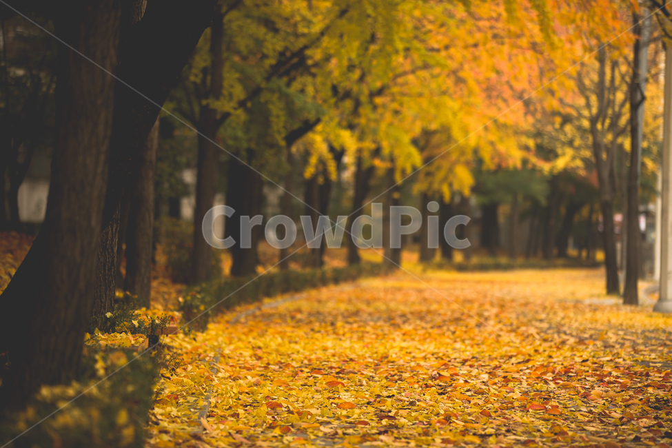 가을,낙엽,가을느낌,단풍,깊은가을,쓸쓸한,따뜻한,11월,10월,노란낙엽,가을비,스산한,노벰버,자연,아무도없는,나무,가을,계절,fall,autumn,season,자연,풍경,nature,landscape,tree,plant,식물