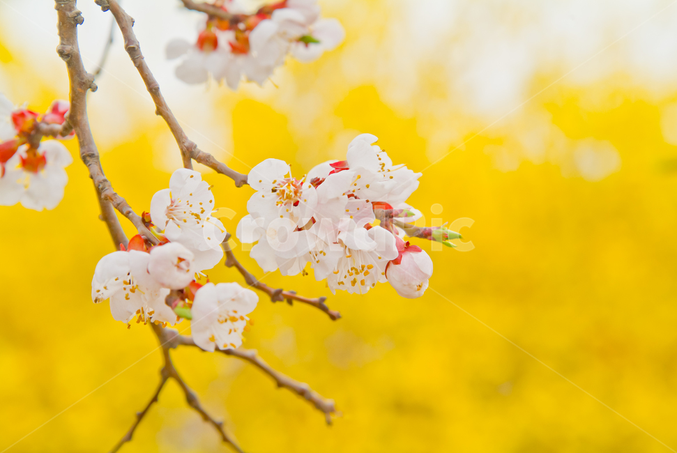 봄,꽃,살구꽃,나무,환상적,아름다움,봄,계절,spring,season,식물,자연,plants,nature,꽃,flower,plant