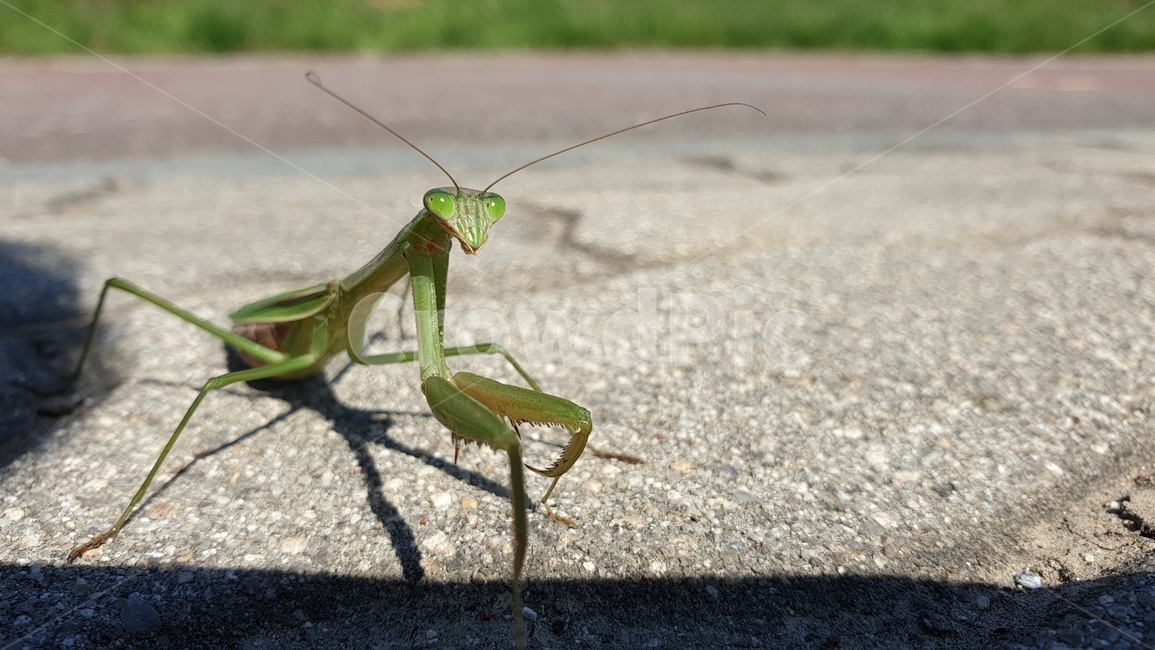 사마귀,곤충,벌레,자연,praying,mantis,동물,animal,nature,도로,아스팔트,동물,animal,곤충,벌레,insect,bug