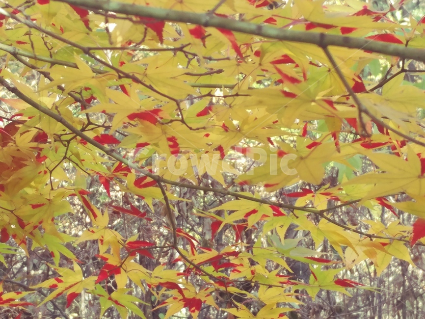 가을,낙엽,단풍,바위,쓸쓸한,정감,계절,가을,계절,fall,autumn,season,plant,식물,flower,꽃,blossom