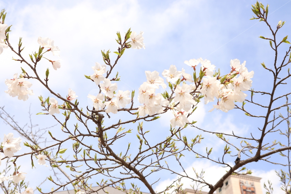 벚꽃,하늘,구름,봄,새싹,봄,계절,spring,season,plant,식물