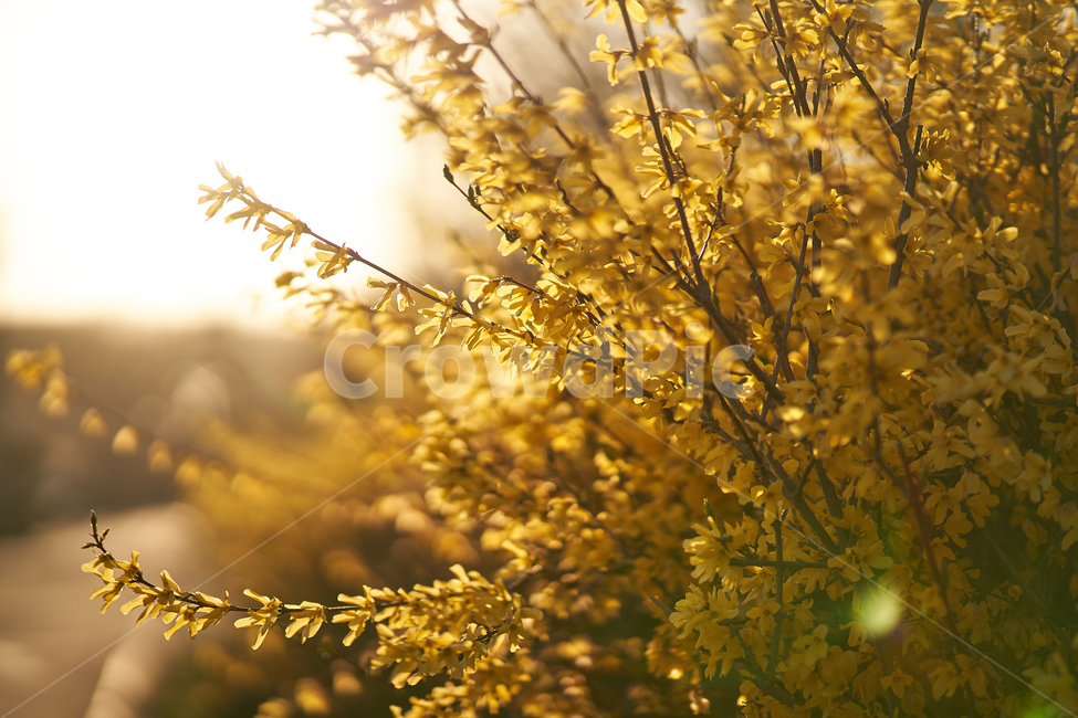 개나리,봄,꽃,flowers,botanical