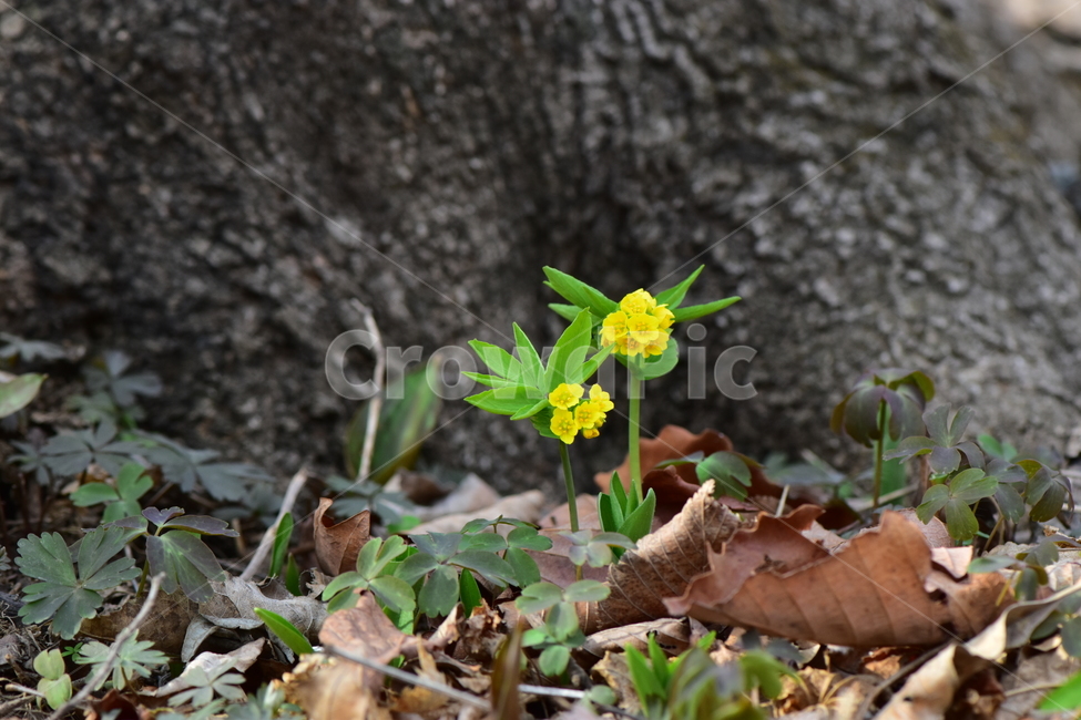 한계령풀,야생화,봄,꽃,풀꽃,자연,식물,식생,plants,nature,spring,season,flower