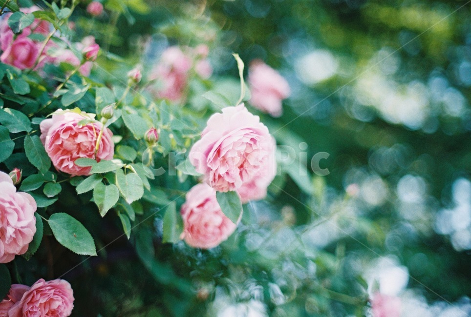 장미,rose,꽃,덩쿨,하늘,자연,여름,사랑,보케,이별,식물,자연,plants,nature,꽃,flower
