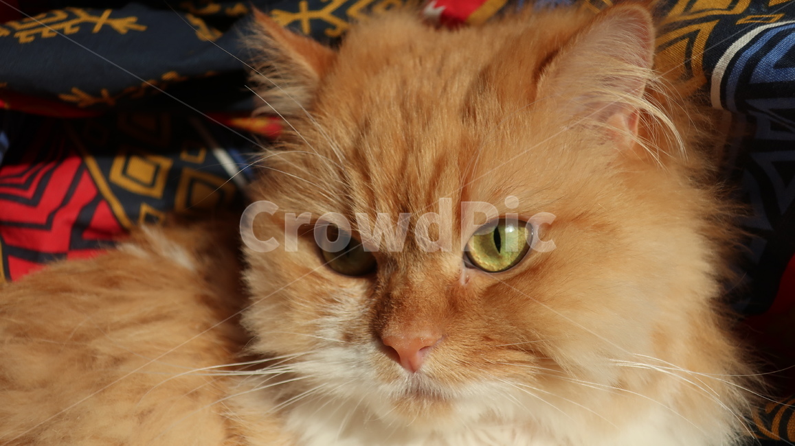 아기고양이,고양이,페르시안,노란고양이,치즈고양이,페르시안친칠라,귀여운,반려동물,애완동물,cat,kitten,kitty,포유류,자연,동물,animal,mammal,반려묘,페르시안고양이,품종묘,동물,animal,포유류,mammal,고양이,cat,kitten,kitty