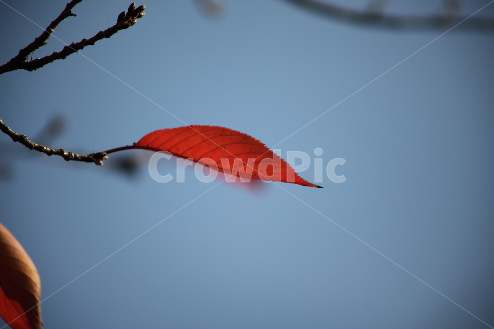 단풍,잎,식물,가을,redleaves,가을,계절,fall,autumn,season,식물,자연,plants,nature