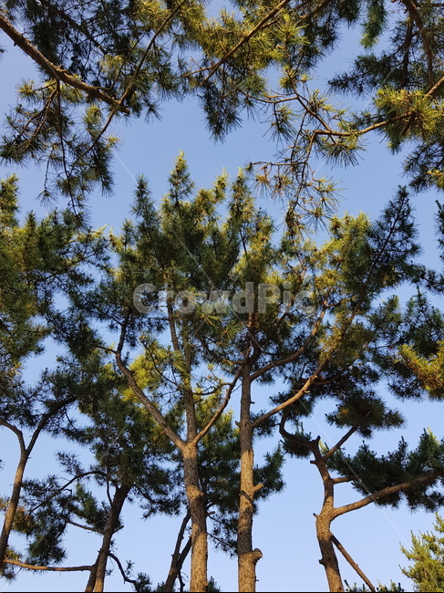 나무,여름,성장,소나무,수목