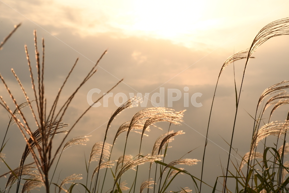 갈대,reed,하늘공원,가을,노을,해질녘,분위기,가을,계절,fall,autumn,season
