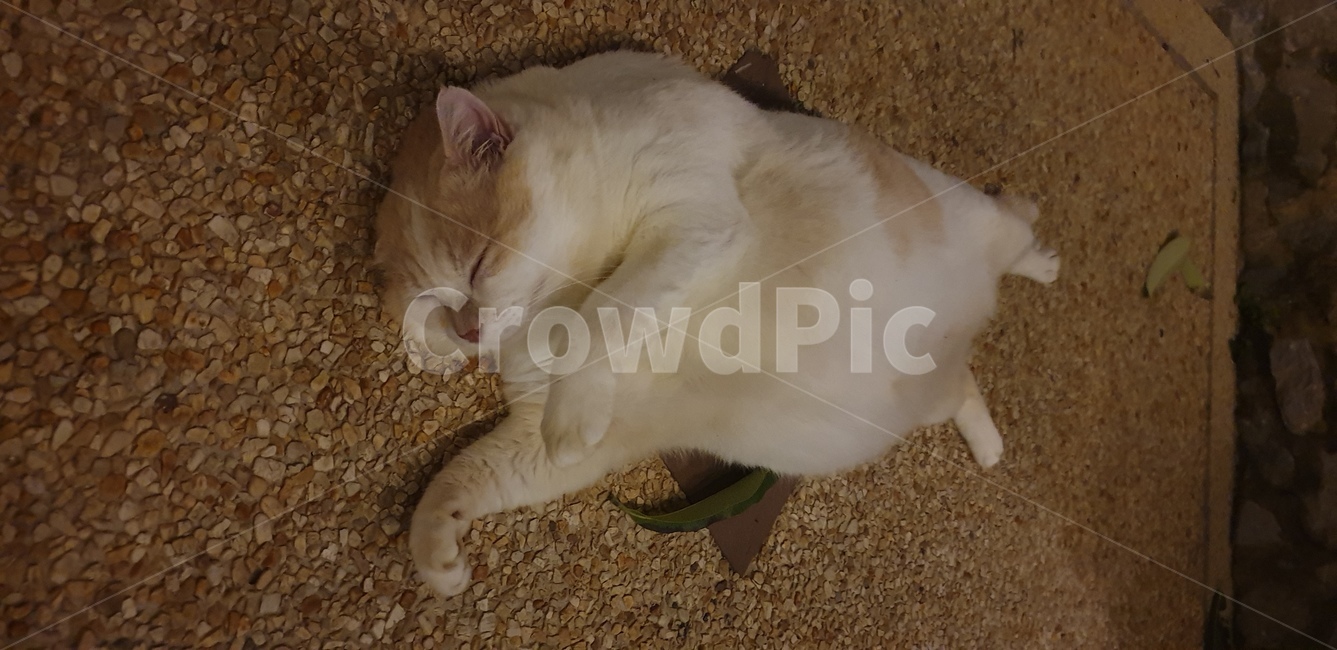 고양이,돼지,졸립다,귀엽다,피곤하다