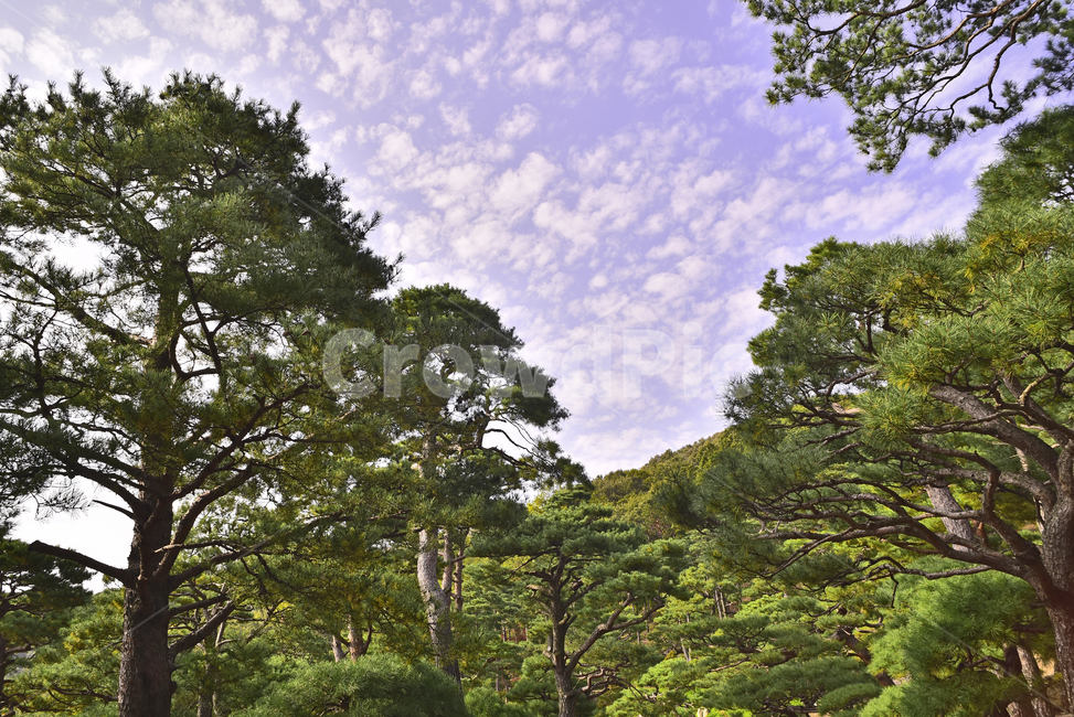 소나무,화담숲,정원,가든,수목원,침엽수,상록수,파인트리,pinetree,forest,green,tree,plant,나무,식물,vegetation,초목,background,풍경,배경,백그라운드,한국자연경관,숲,그리너리,자연,네추럴,natural,환경,environment,healing,힐링,한국자연풍경,아웃도어,옥외,야외,outdoor,landscape,자연,풍경,nature,landscape