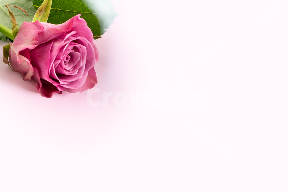 장미,분홍색,한송이,흰바탕,스튜디오,배경,꽃,flower,기념일,축하,anniversary,congratulation,celebrate,celebration