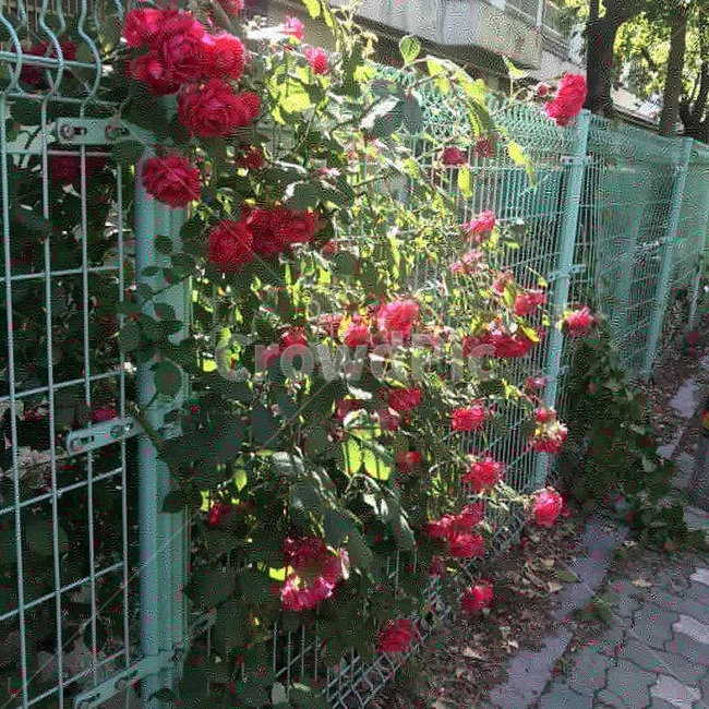 장미,붉은장미,빨간장미,장미넝쿨,꽃,식물,자연,plants,nature,꽃,flower