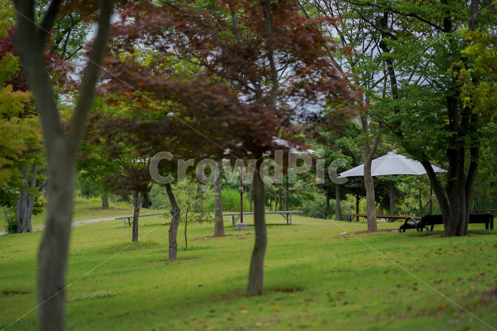 흐린날,풍경,여름,정원,나무,가로수,푸르름,산책,비오는날,녹색,순천만정원,자연,풍경,nature,landscape,grass,잔디,plant,식물