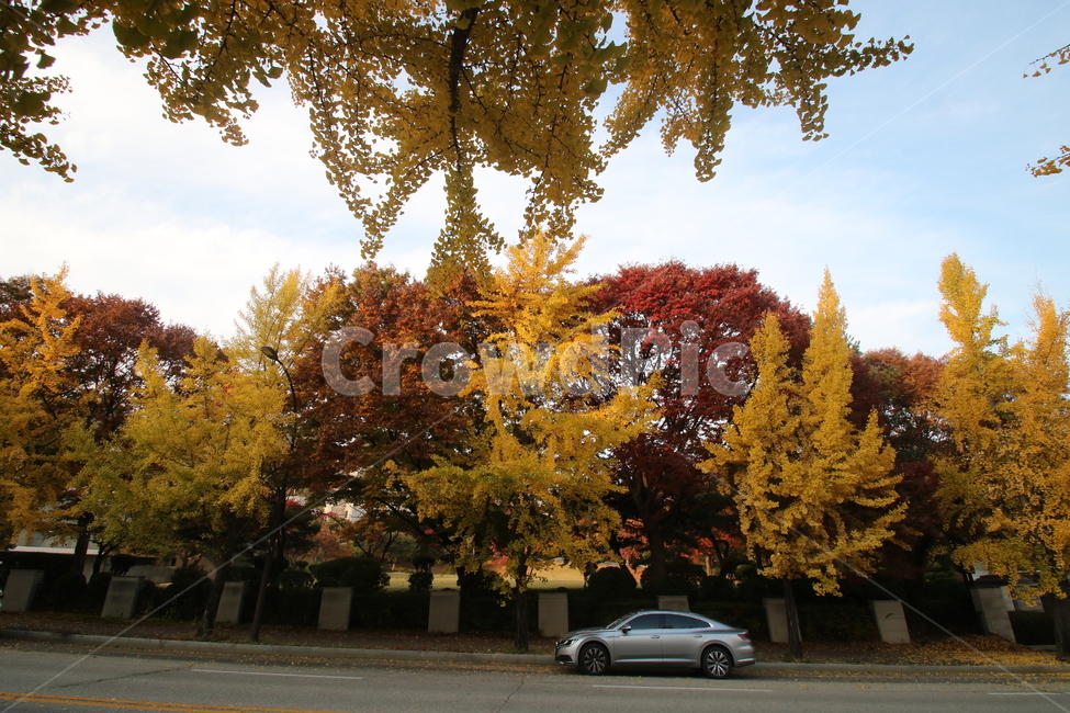 tree,나무,가을,은행나무,maple,가을,계절,fall,autumn,season,plant,식물