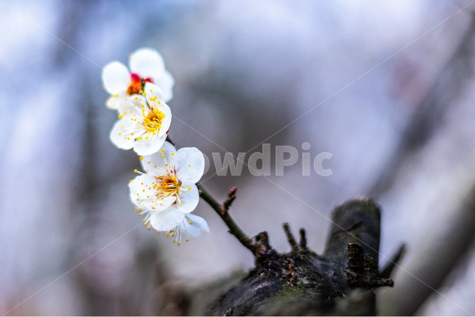 봄,꽃,매화,청매화,산책,축제,봄,계절,spring,season,식물,자연,plants,nature,꽃,flower,plant