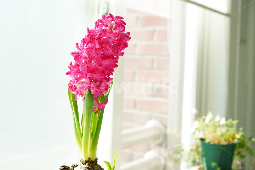 꽃,플라워,식물,생명,생물,핑크,분홍,컬러,color,flower,pink,화분,취미,녹색,그린,꽃,flower,실내용화초,화분,화초,house plant