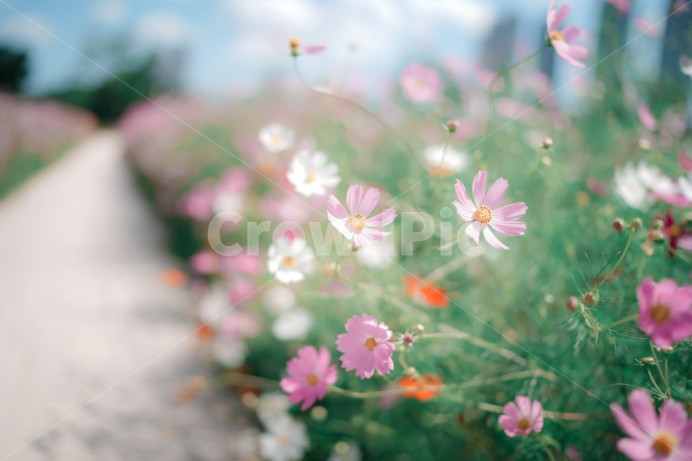 코스모스,꽃,가을,autumn,commoncosmos,コスモス,gardencosmos,flower,가을배경,가을이미지,꽃배경,식물,코스모스길,길,가을,계절,fall,autumn,season,식물,자연,plants,nature,꽃,flower,감성,sensible,feeling,spring,봄,petal,꽃잎,blossom,plant