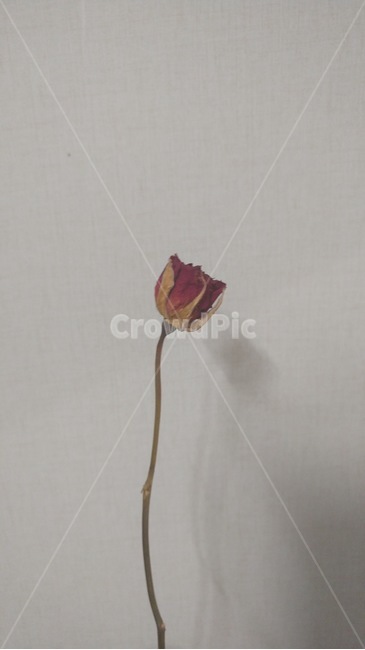 장미,드라이플라워,장미꽃,꽃,말린식물,꽃잎