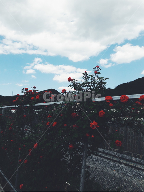 하늘,장미,꽃,풍경,구름,길,식물,자연,plants,nature,꽃,flower