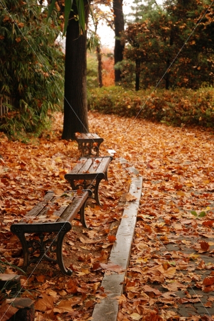 가을,낙엽,운치,공원,외로움,쓸쓸함,자연,풍경,nature,landscape,가을,계절,fall,autumn,season,휴식,힐링,rest,relaxation,healing,감성,sensible,feeling,ground,바닥,furniture,가구