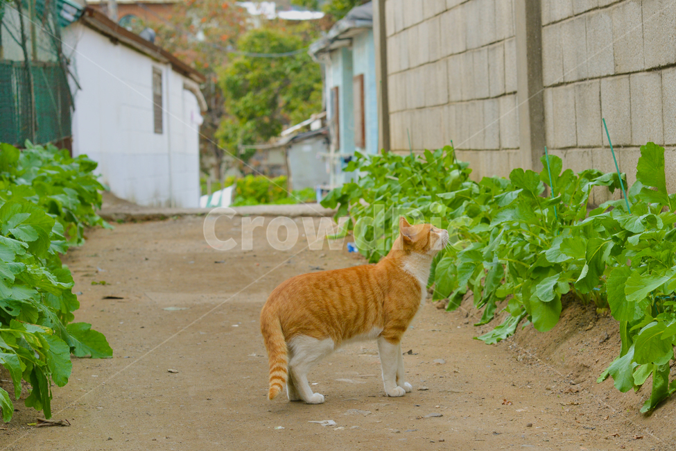 동물,고양이,animal,cat,길고양이,도둑고양이,시골고양이,치즈고양이,동물,animal,포유류,mammal,고양이,cat,kitten,kitty