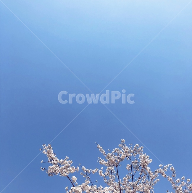 하늘,푸르다,벚꽃,blue,봄,봄하늘