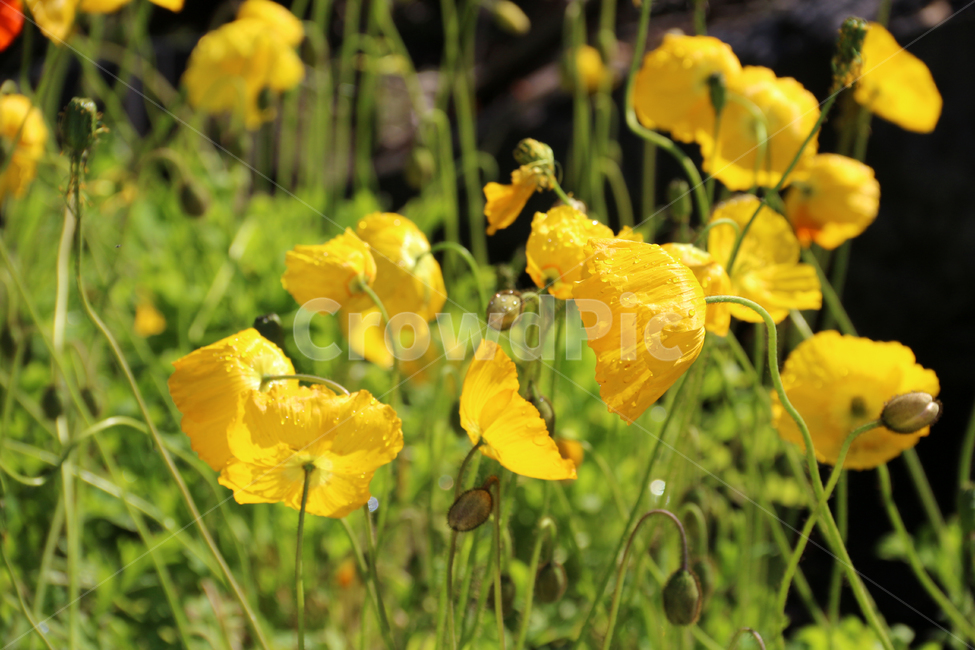 일본,가고시마,꽃,봄,자연,튤립,tulip,바람