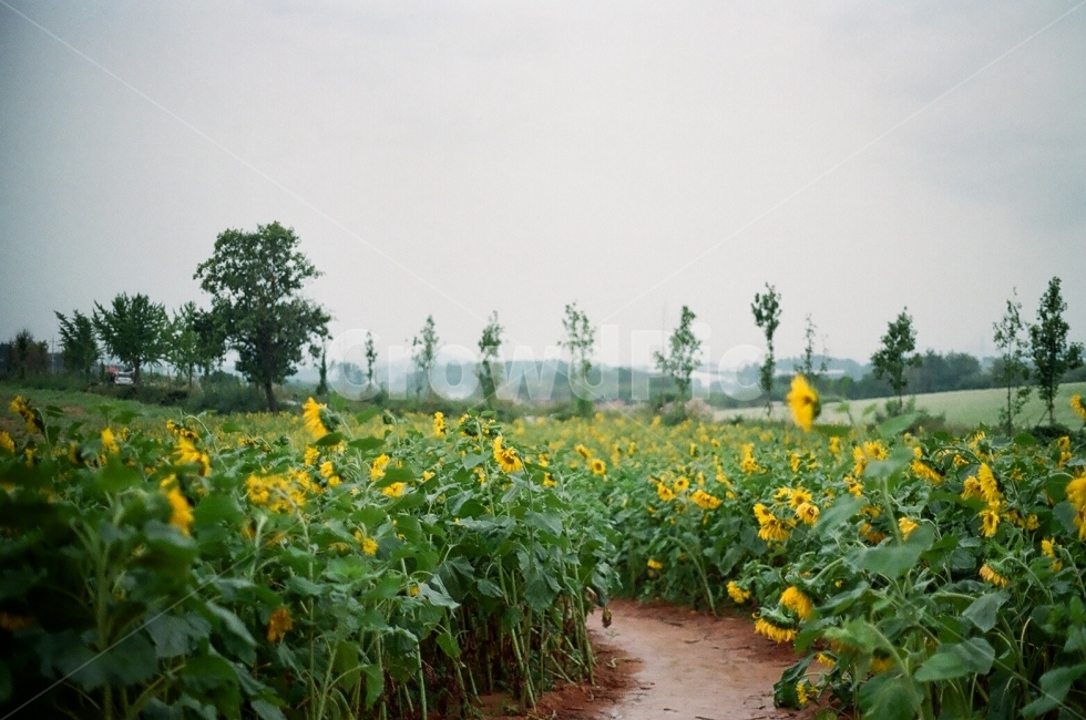 해바라기,꽃,꽃밭,풍경,필름카메라,자연,풍경,nature,landscape,field,들,plant,식물,flower,blossom