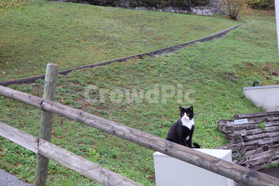 스위스,고양이,cat,자연,배경화면